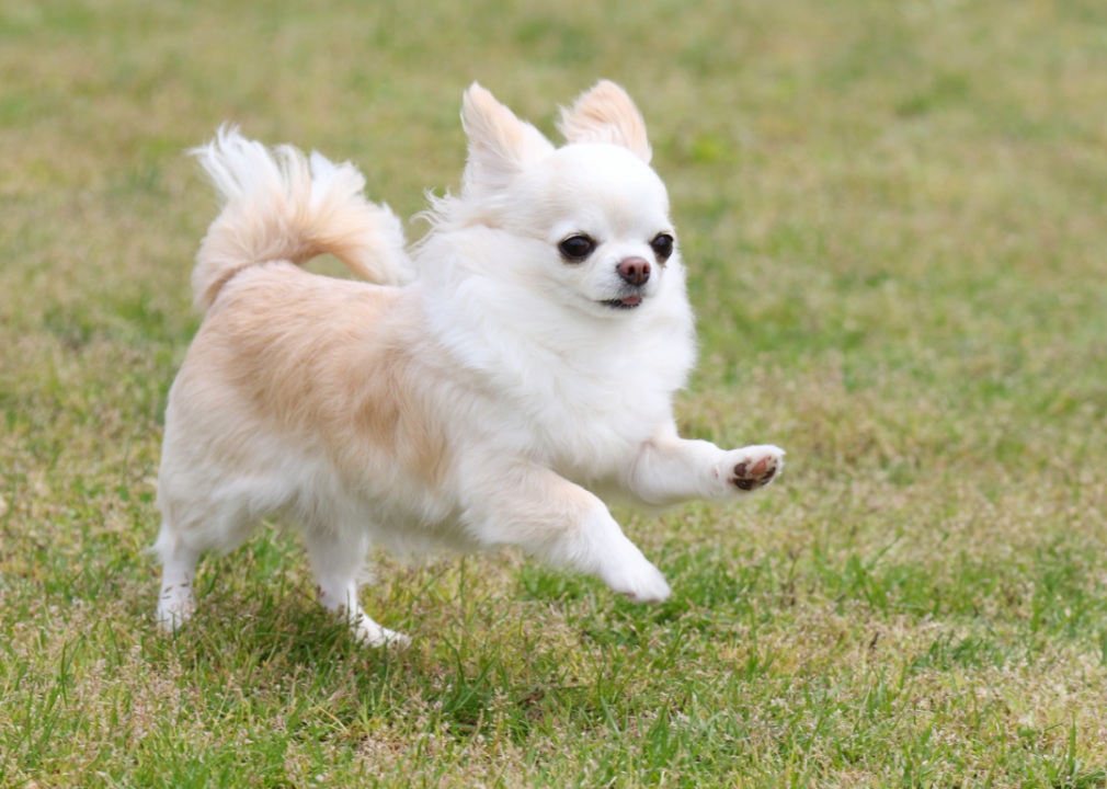 #13. Chihuahua